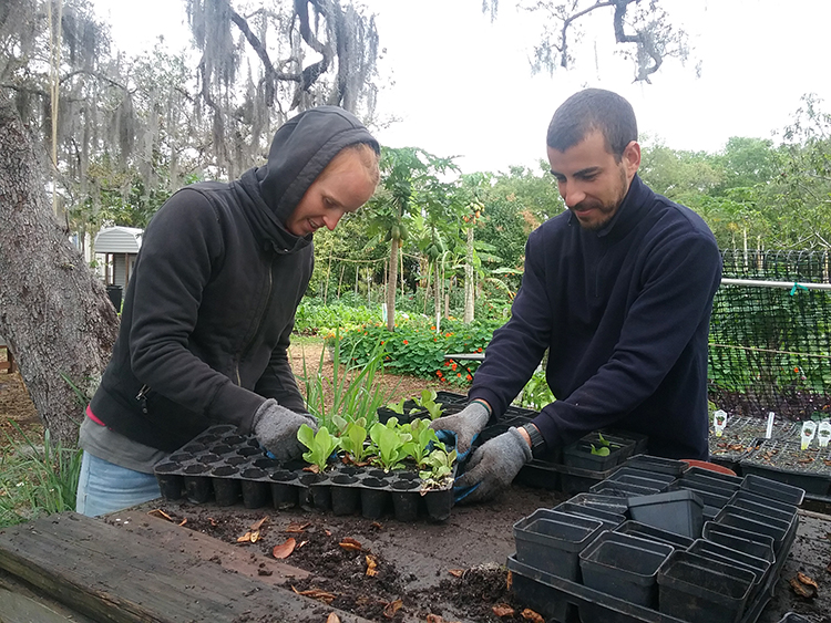 Salome Baczynsky and Florian Tapin prepare seedlings.