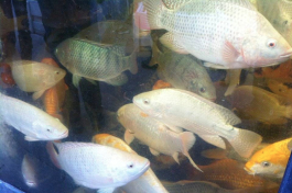 Green Acre Aquaponics fish. 