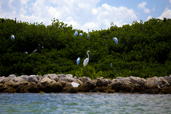 Restored mangrove bird island.