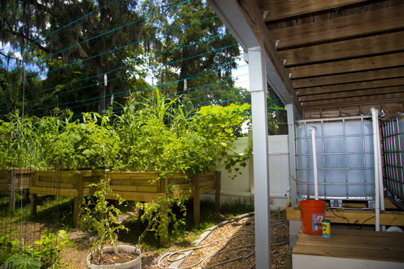 Paul Rabaut's aquaponics system is connected to garden containers keeping veggies well-fed. 