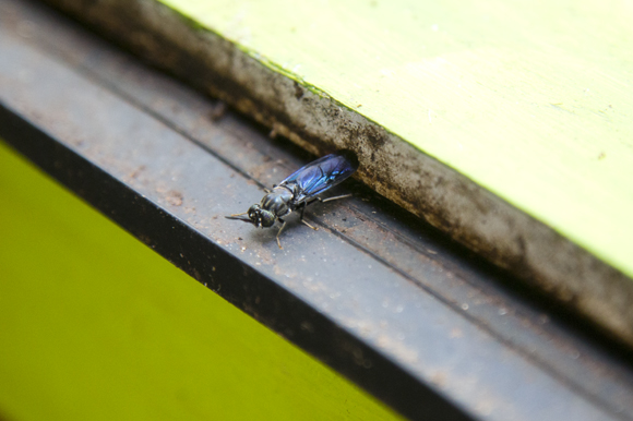 Adult soldier fly. 