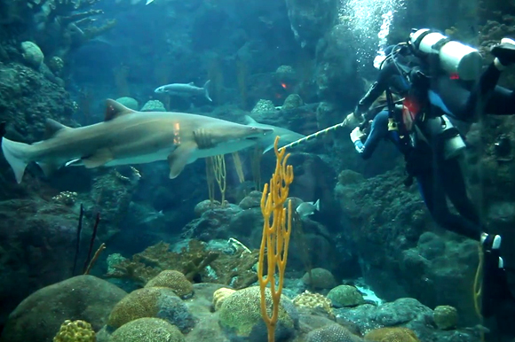 Diving at the Florida Aquarium is available to volunteers  