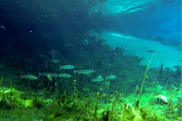 Weeki Wachee Springs serves as the backdrop to Open Water Scuba Course such as Mac's Sports.  
