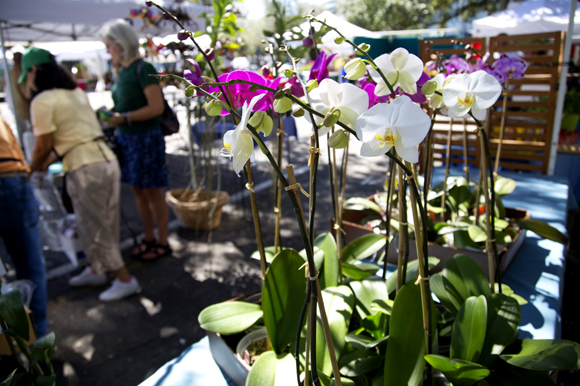 Thai Orchids & Leis at the Saturday Morning Market in St Pete.  
