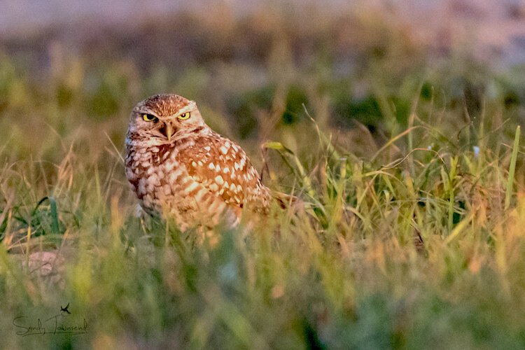 Hillsborough County once had a thriving and dense burrowing owl population.
