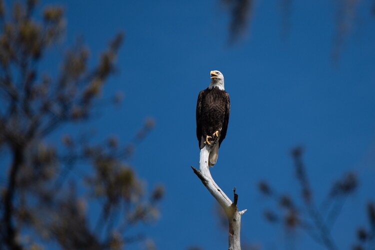 Bald eagles nest in Florida around rivers, lakes, and both coasts.