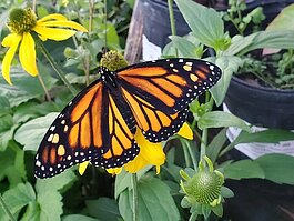 Tampa plant nursery owner Anita Camacho is on a mission to save the endangered monarch butterfly.