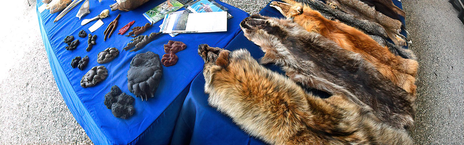 Rubber casts of scat and tracks and pelts confiscated from poachers serve as educational material for the non-profit organization Friends of the Tampa Bay National Wildlife Refuges.