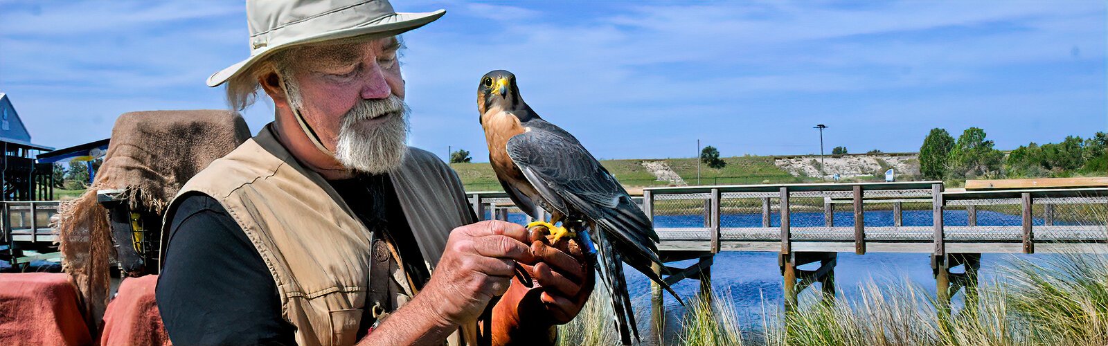 Master falconer and environmental educator Steve Hoddy presents Guilla, an aplomado falcon, during his Birds of Prey program at the Florida Birding and Nature Festival.