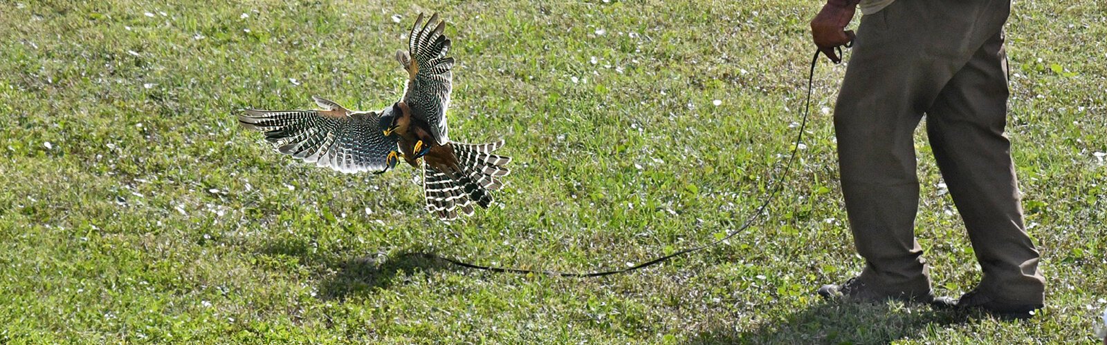 Guilla, the free flying aplomado falcon, gives a live demonstration of its abilities by zeroing in on the lure swirled by master falconer Steve Hoddy.