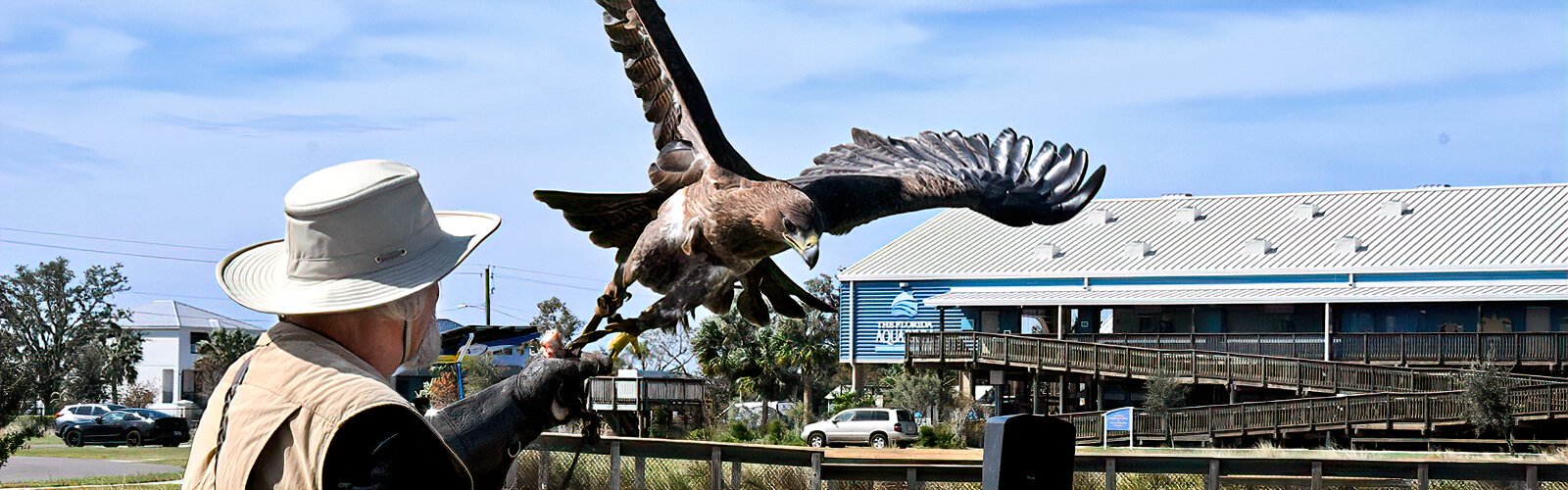 Using falconry techniques to educate the public, master falconer Steve Hoddy introduces Zulu, an impressive Steppe eagle, at the Birds of Prey program.