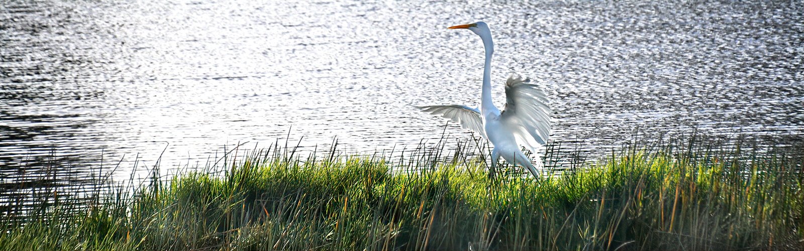 A majestic great egret alights by the pond at the Roosevelt Wetlands where over 80 bird species were recently recorded.