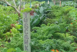  A bounty of vegetables growing in the Urban Food Park.