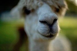 A wet nose greets visitors to Golden Spirit Alpaca Ranch.