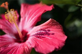 The sun reflecting off one of Sunken Gardens many vibrant flowers.