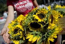 Worden Farms sunflowers.