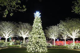 The Wedding Tree