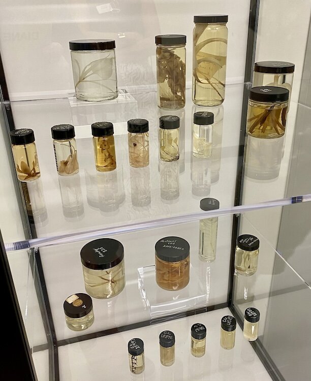 Plant specimens at Selby Gardens are preserved in a liquid mixture of rubbing alcohol, distilled water and glycerol to keep them pliant for future studies.