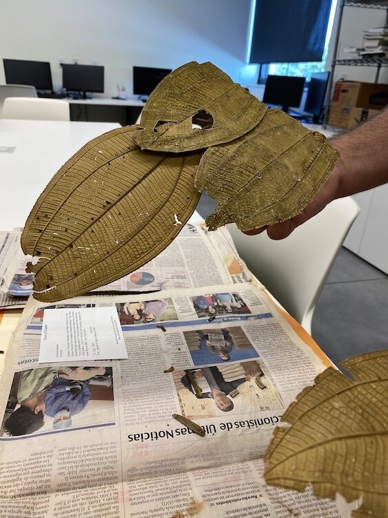 Selby researchers collect plant samples, including this deeply veined leaf specimen from Ecuador, to study and share with scholars and museums around the world.