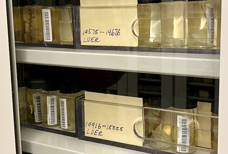 Plant specimens are catalogued as part of Selby’s evolutionary biodiversity studies and stored for future examination.