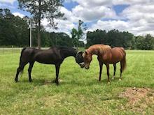 Rescued horses nuzzle in the pasture.