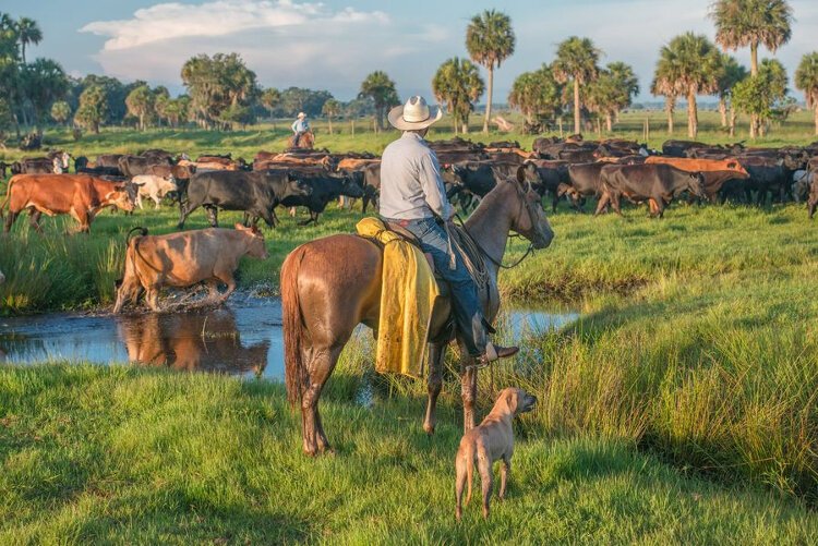 The Florida Cabinet recently purchased a conservation easement on nearly 1,900 acres of the Buck Island Ranch in Highlands County, a key property for the Florida Wildlife Corridor.