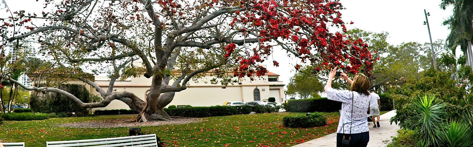 Planted at the southern end of the Museum of Fine Arts as a three-foot tree in 1965, the iconic Bombax ceiba tree blooms just once a year, in winter, attracting visitors with its magnificent red flowers.