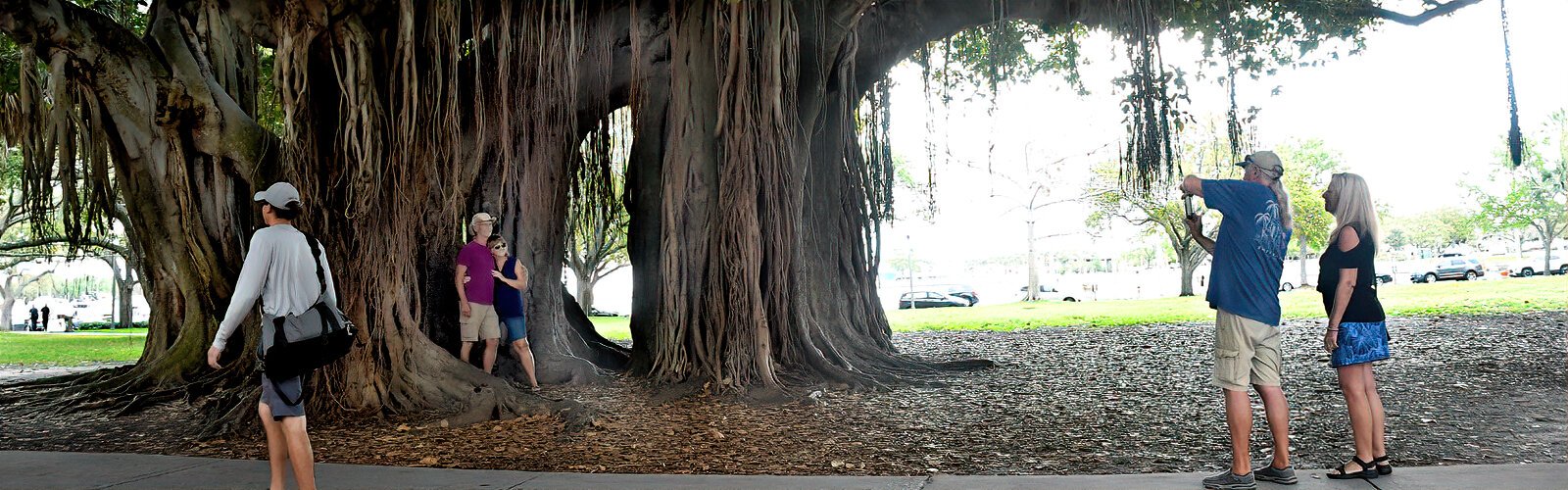 Nestled into the banyan tree for a picture, a couple gives the scale of the size of this enormous tree located on the northern end of the Museum of Fine Arts.