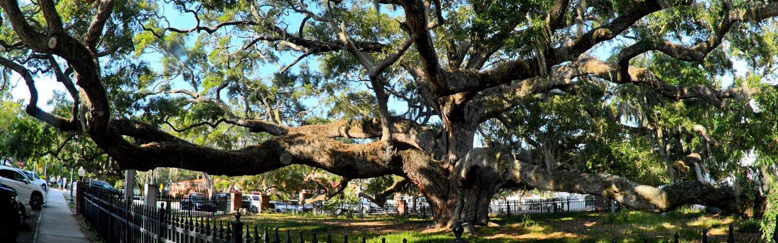 With a trunk nearly 20 feet in diameter and an estimated weight of 800 tons, the famous 300-500-year-old Baranoff Oak at Baranoff Park in Safety Harbor is historically registered.