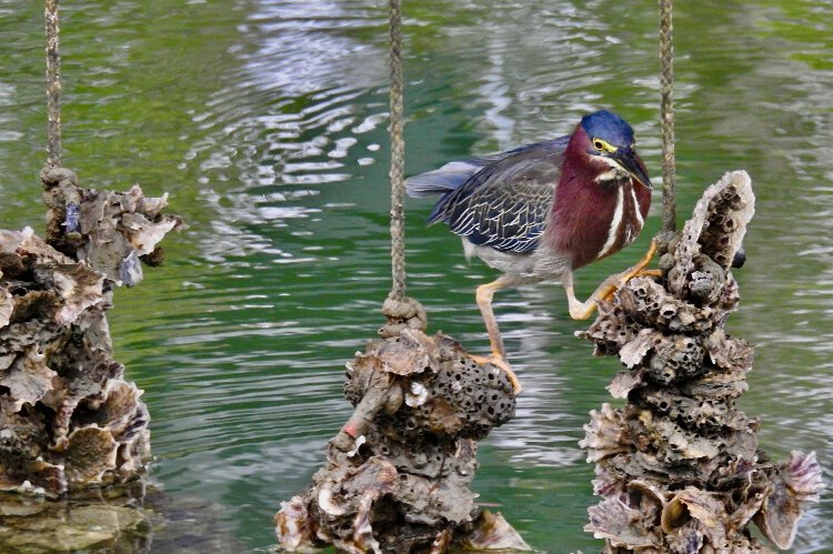 A green heron on a vertical oyster garden built from recycled oyster shells through Tampa Bay Watch's Shells for Shorelines program.