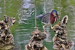A green heron on a vertical oyster garden built from recycled oyster shells through Tampa Bay Watch's Shells for Shorelines program.