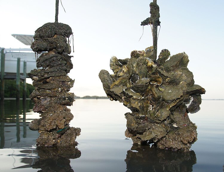 Tampa Bay Watch's Shells for Shorelines transforms used oyster shells into new oyster habitat.