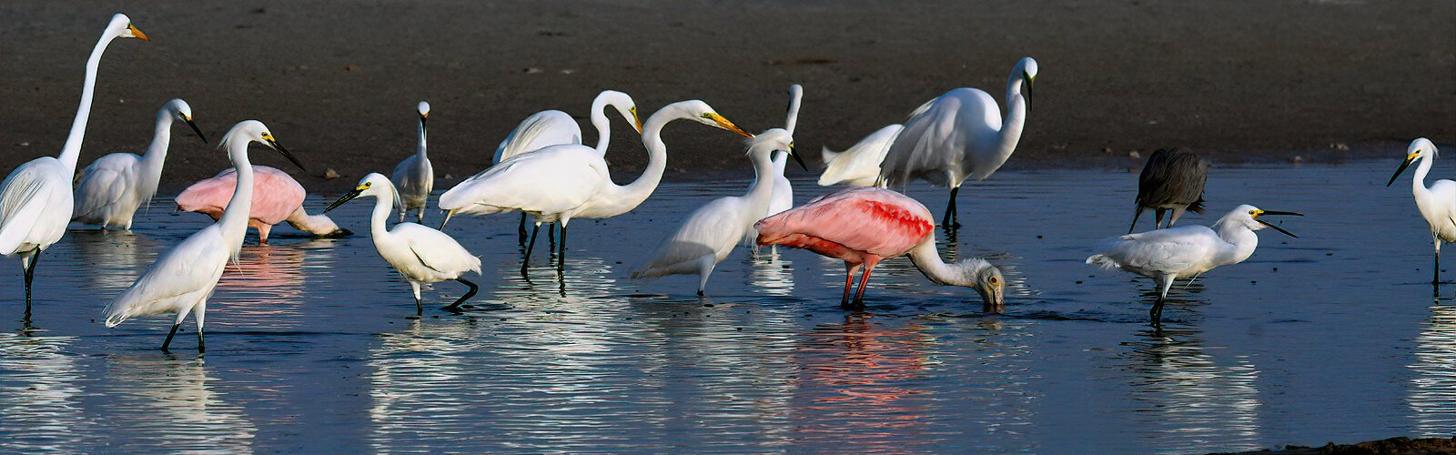 Fort De Soto Park is an important natural ecosystem, where more than 328 species of avian wildlife have been recorded and new species are added every year.