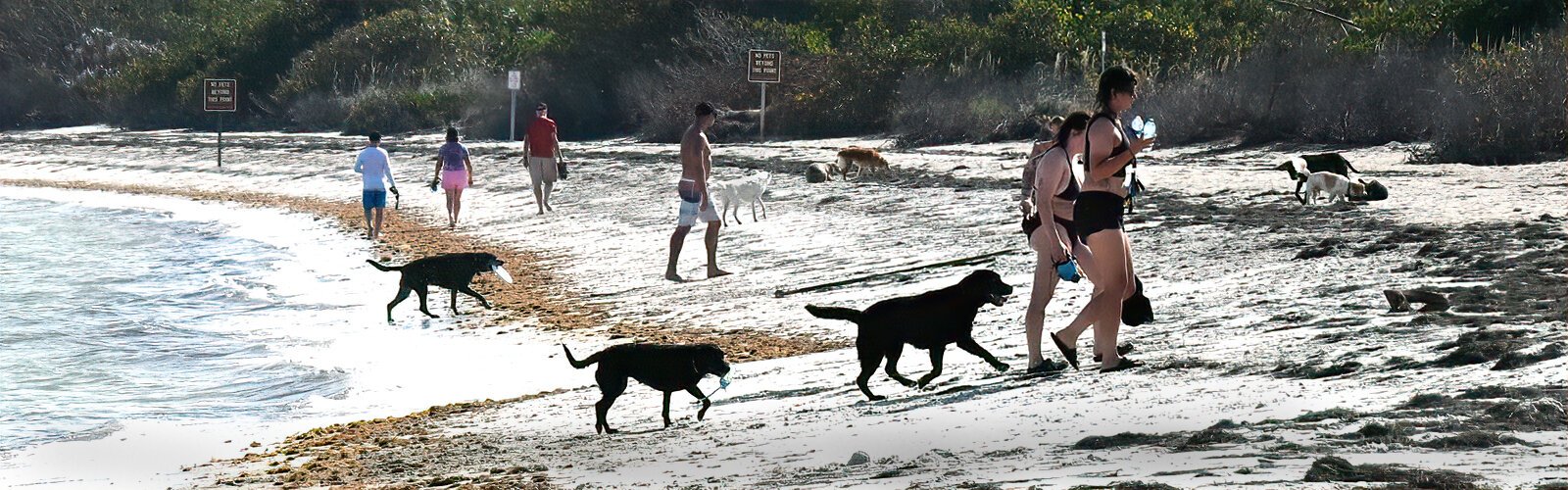 For the enjoyment of our furry friends, there is a designated dog beach at Fort De Soto Park, the only park in Pinellas County where dogs have their own beach area.