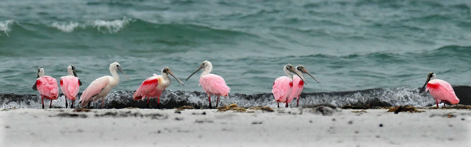  This group of juvenile and adult roseate spoonbills also appreciates the North Beach’s Gulf shoreline.