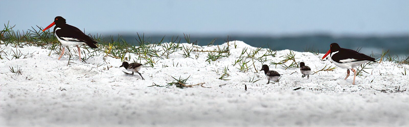 For the second year in a row, this pair of threatened-listed American oystercatchers has fledged three chicks on Fort De Soto beaches, thanks to their incredible avian parenting and Audubon stewards’ protection. 