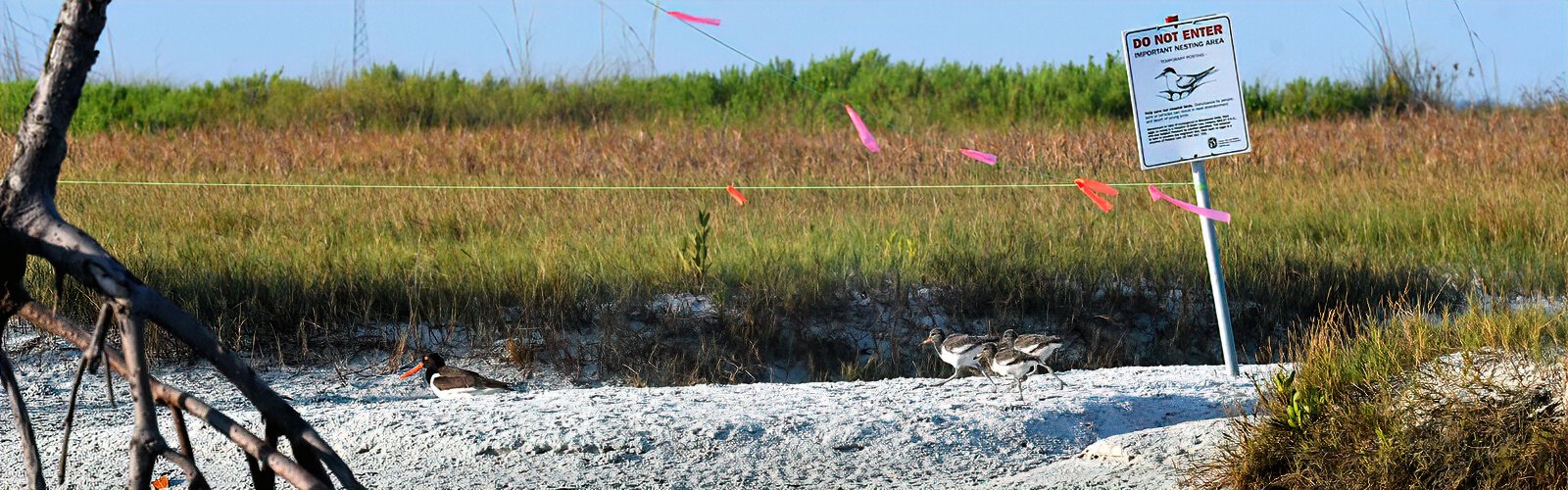 The Audubon Society and Fort De Soto’s park rangers temporarily post rope and signs at bird nesting areas to protect beach-nesting shorebirds against human disturbance.