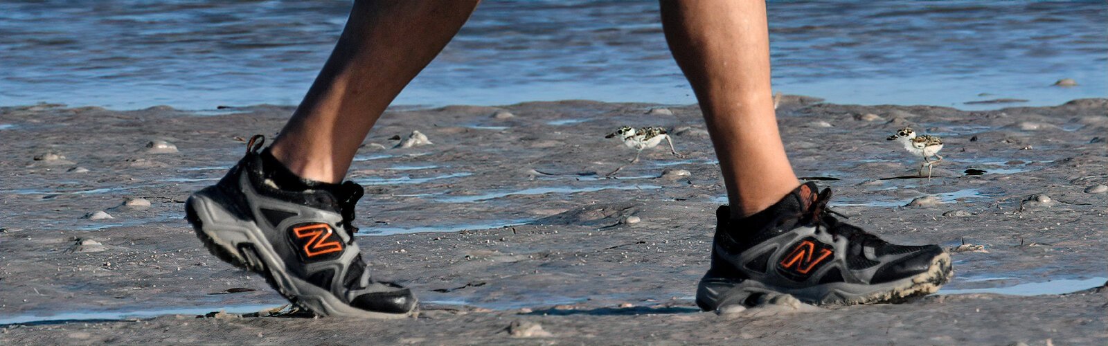 During beach-nesting season, it’s a struggle for survival for numerous shorebirds such as these two tiny Wilson’s plover chicks escaping a beachgoer’s oblivious footsteps.