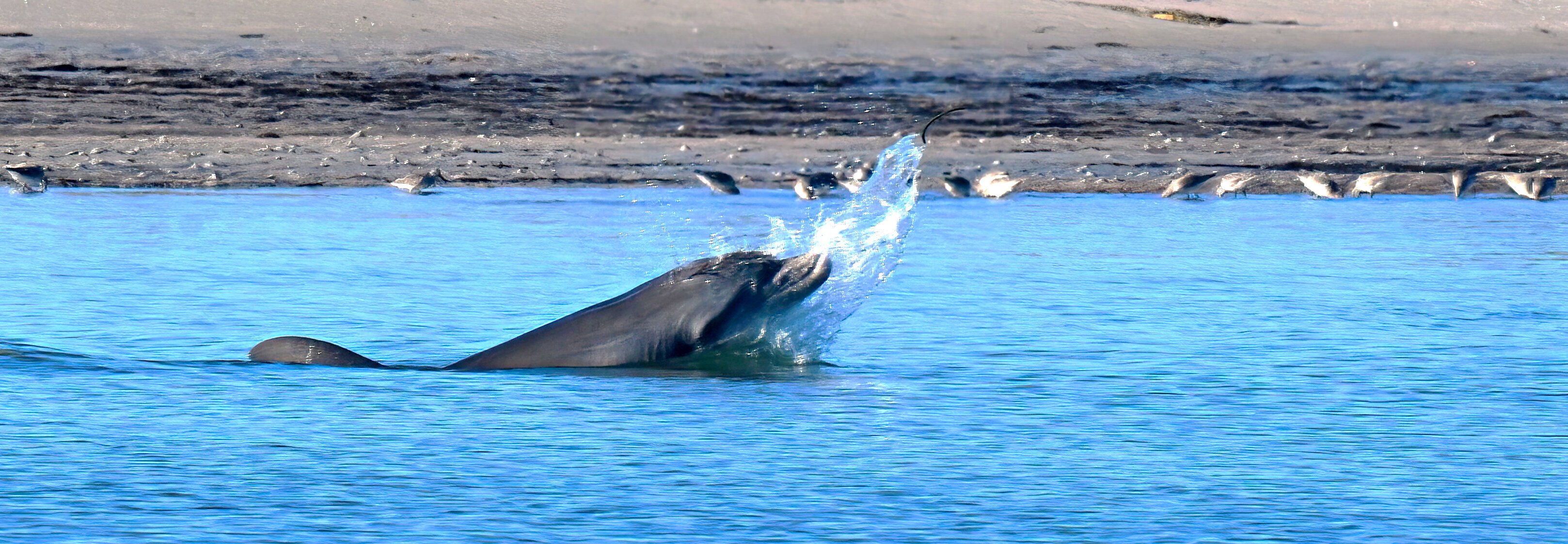 At high tide, the lagoon may bring in a different kind of visitor.