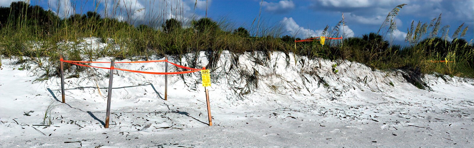 From April to September, loggerhead sea turtles nest on Fort De Soto beaches. To prevent inadvertent trampling, temporary postings indicate where eggs were laid.