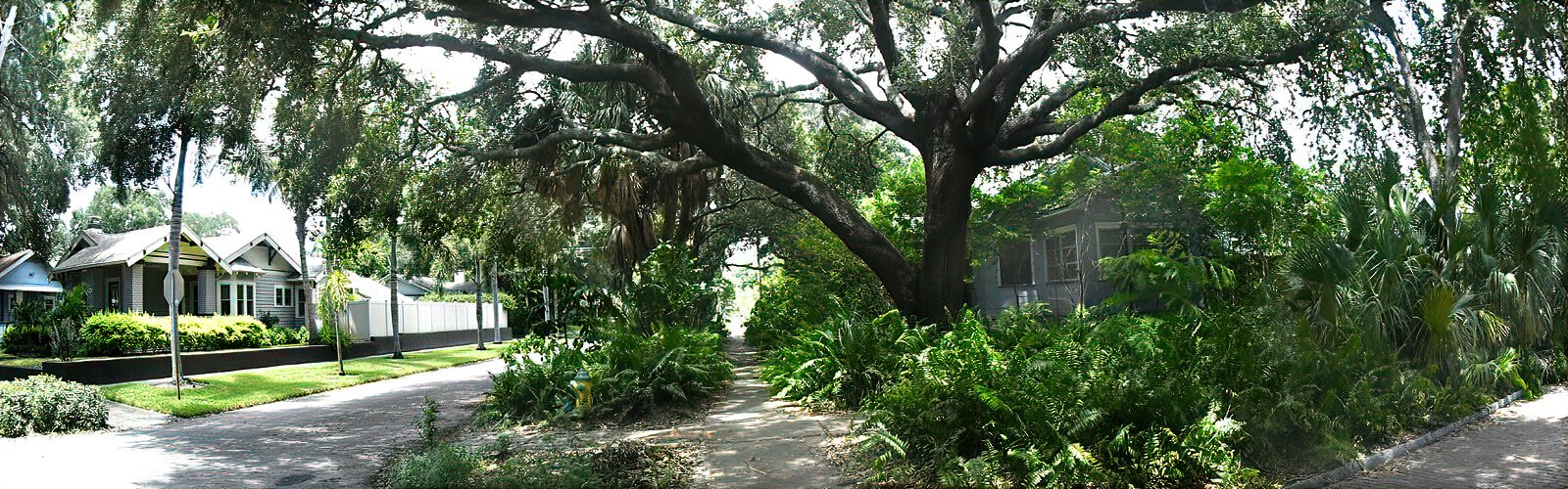 Lush vegetation, large oaks, palms and pine trees line the streets in St. Pete's Historic Kenwood neighborhood.