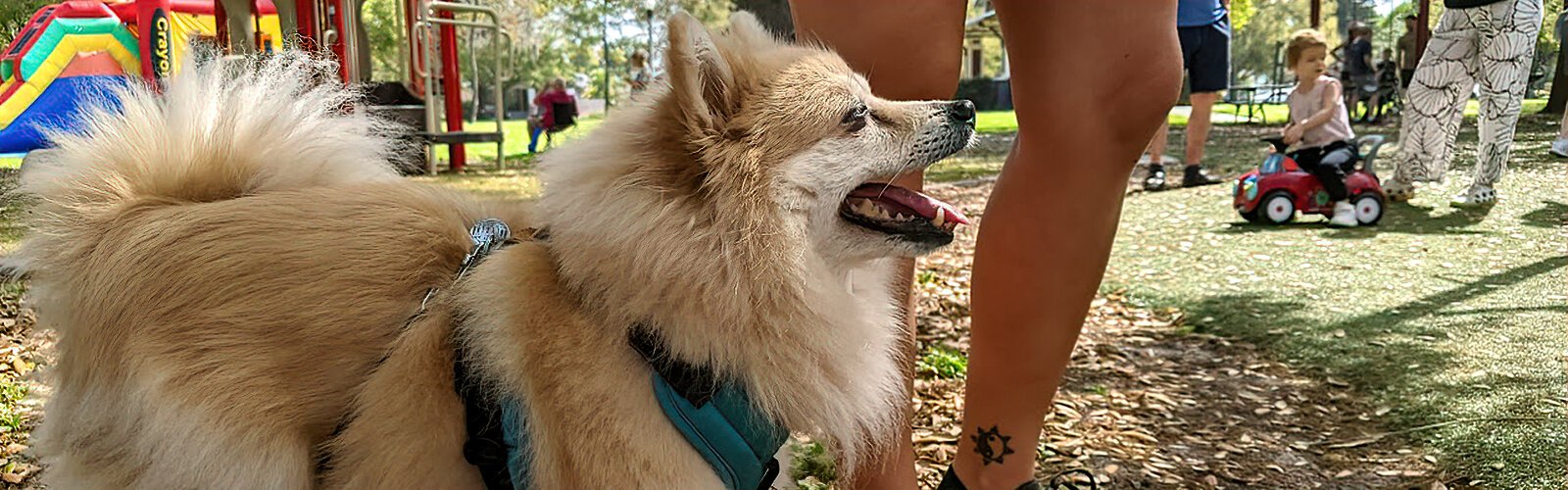 While dogs can enjoy Seminole Park on leash, pet-friendly Historic Kenwood also offers Dog Park at Kenwood Park, a fenced park where large and small dogs can play and run freely.