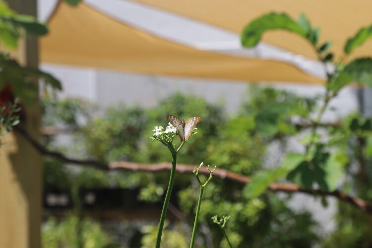 Little Red Wagon Native Nursery's butterfly garden and bug zoo are open to the public seven days a week.