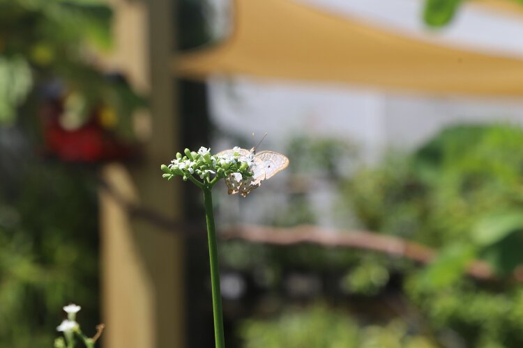 Little Red Wagon’s butterfly garden and bug zoo work in tandem to educate about the harms of pesticide use and connect visitors with nature. 