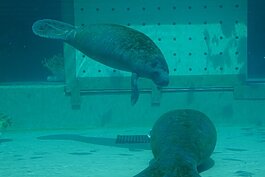 Yeti and Zamboni are the first two patients at Clearwater Marine Aquarium's new manatee rehabilitation center.