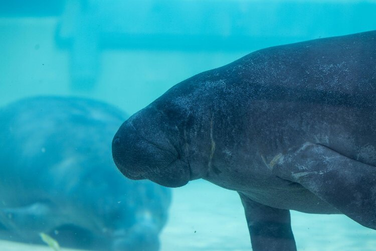 Yeti  and Zamboni were transferred to the Clearwater Marine Aquarium manatee rehabilitation center at the end of July. Each is rehabilitating from cold stress.