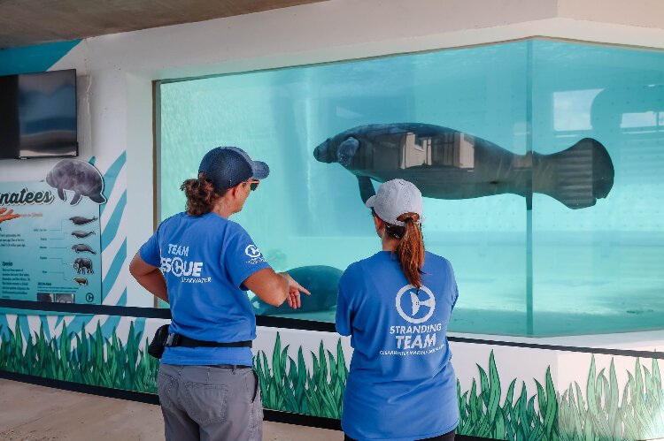 Clearwater Marine Aquarium has been invovled in manatee rescue, rerlease and monitoring for decades. Now it adds rehabilitation.