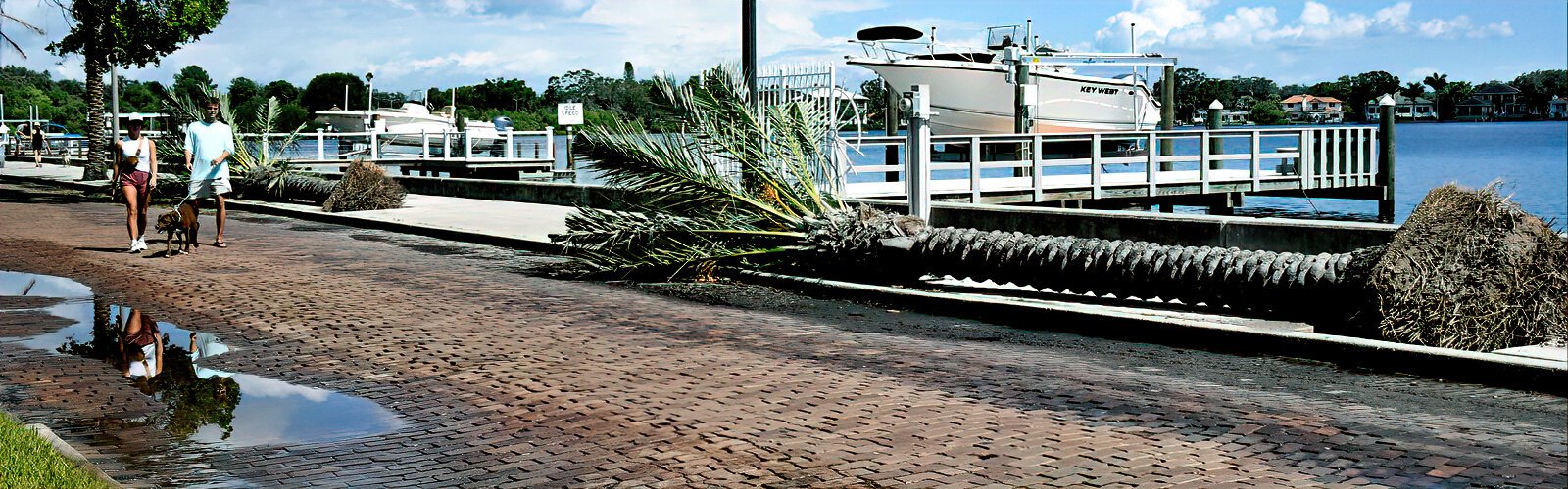 Victims of Hurricane Helene, two palm trees ripped from the roots lay on the sidewalk in St Pete’s Coffee Pot Bayou area.