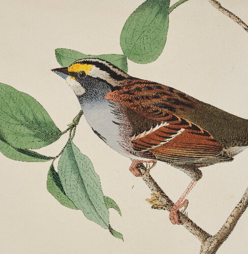 “Audubon’s Bird of America,” a National Museums of Scotland touring exhibit featuring 46 prints by John James Audubon, is at the Museum of Fine Art, St. Petersburg from October 12th through February 16, 2025.