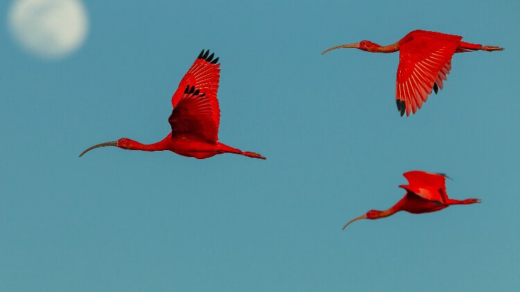 Scarlet ibises flying past the moon, Orinoco River delta, Venezuela.